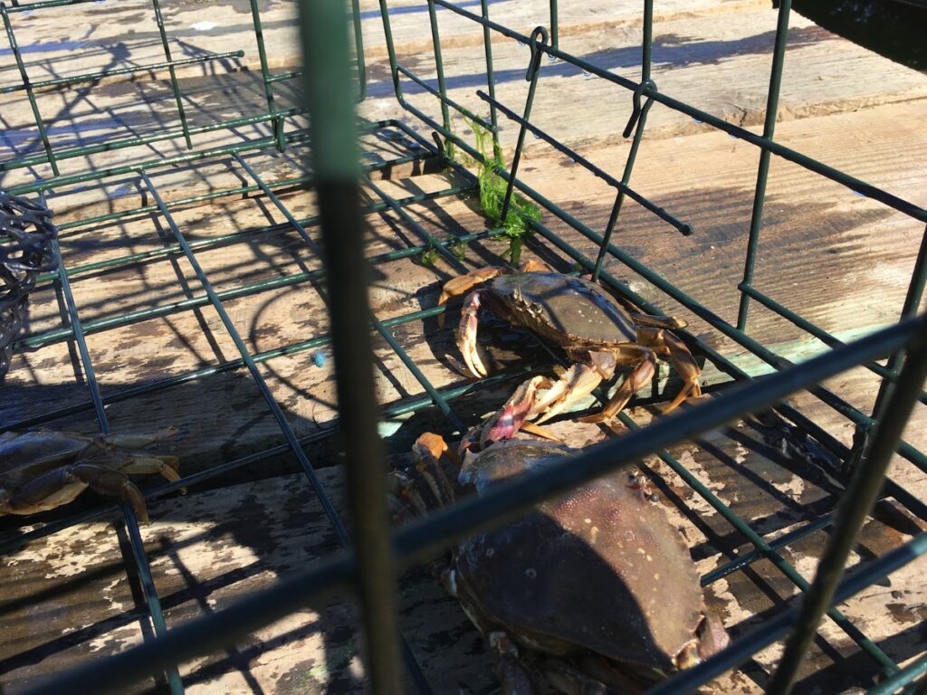 dungeness-crab-long-beach-1 - junglecity.com Brown crab inside a green metal crab trap on a weathered dock, with water and sunlit planks nearby.
