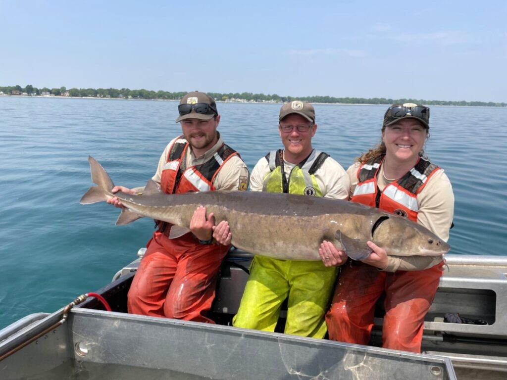 lake-sturgeon-1 - junglecity.com Three people on a boat wearing life jackets hold up a long, brown fish against a backdrop of calm blue water."