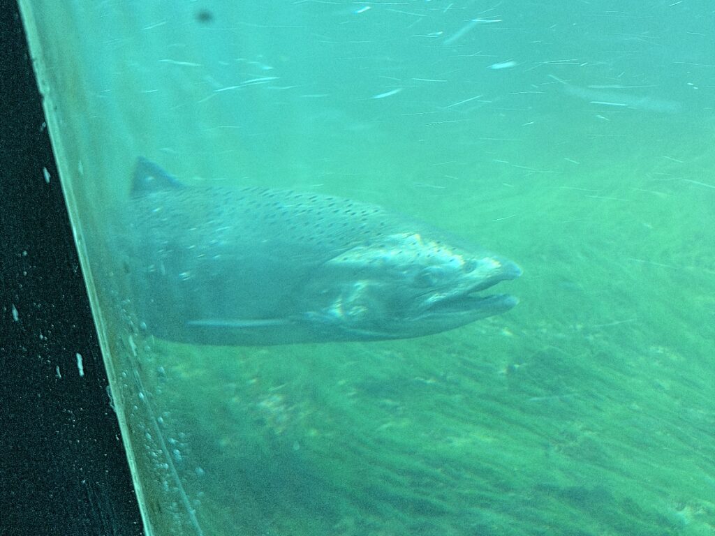 Large spotted fish passing by a window underwater in greenish turquoise water.