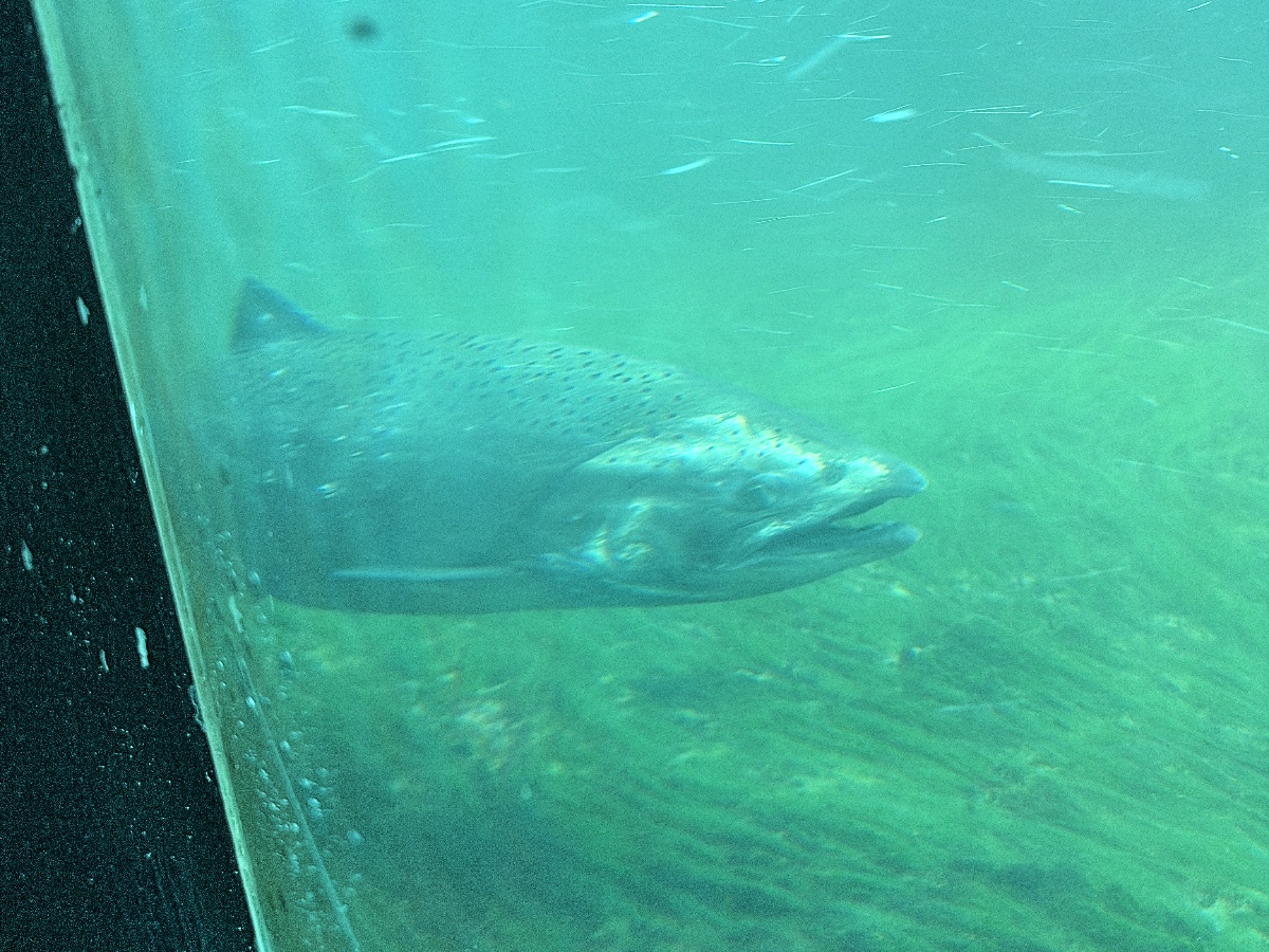 Large spotted fish passing by a window underwater in greenish turquoise water.
