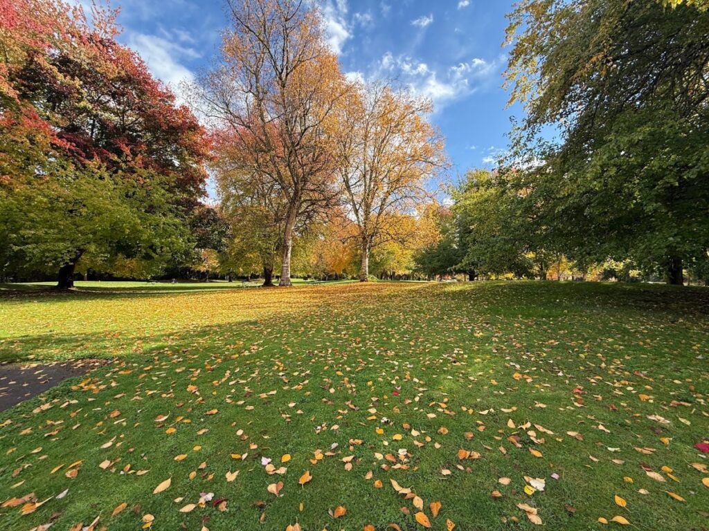 Park scene in autumn with colorful trees and fallen leaves on green grass under a blue sky