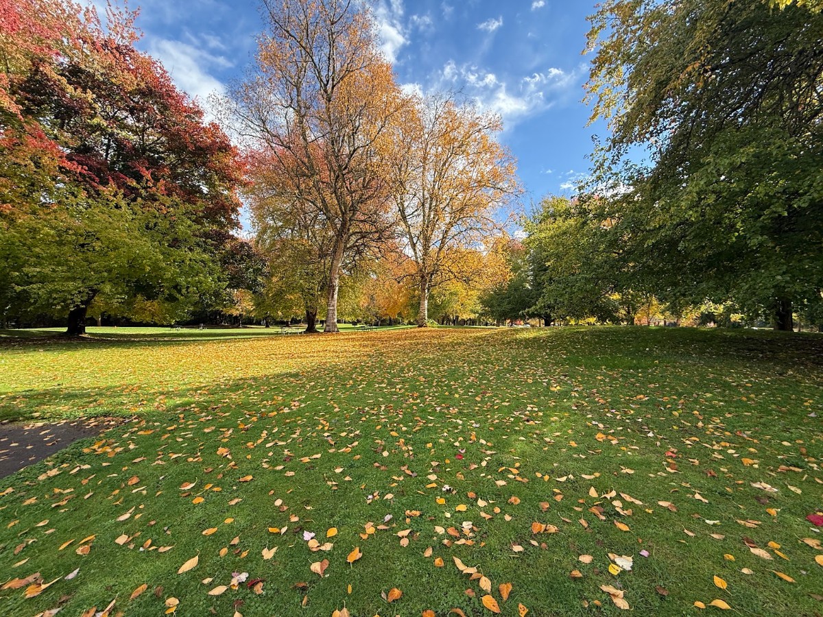Park scene in autumn with colorful trees and fallen leaves on green grass under a blue sky