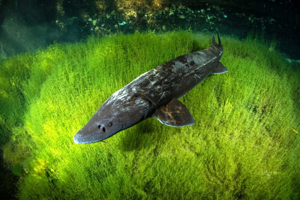 white-sturgeon-1 - junglecity.com Underwater scene of a large sturgeon swimming above bright green aquatic plants/grass.