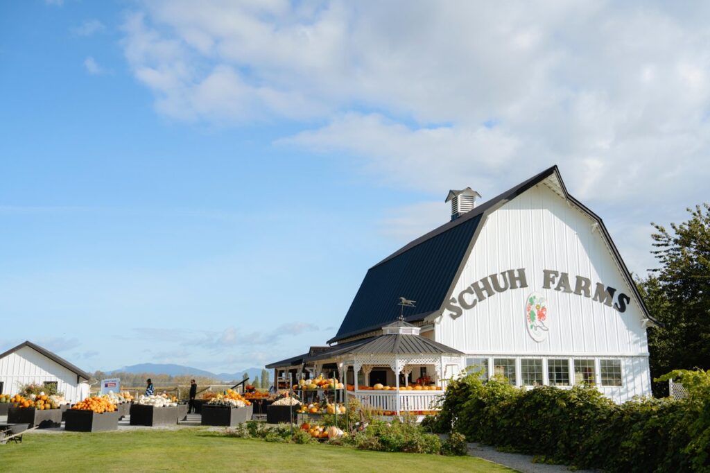 White farm barn with pumpkins arranged on display at a sunny pumpkin patch outdoor market.