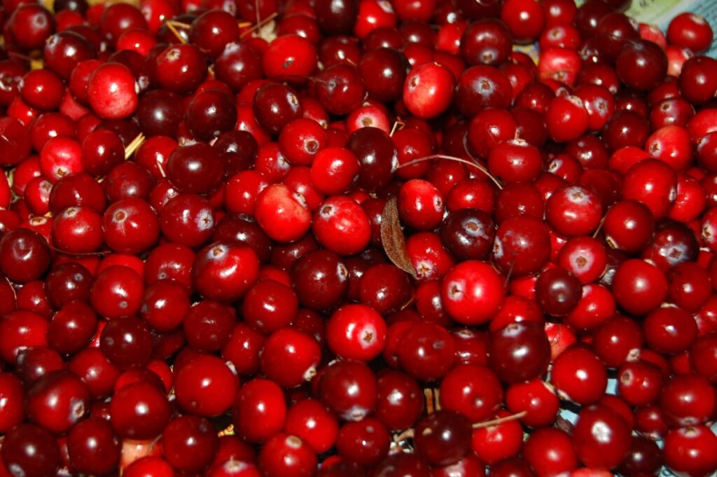 Pile of fresh red cranberries with a few stems in a basket or pile