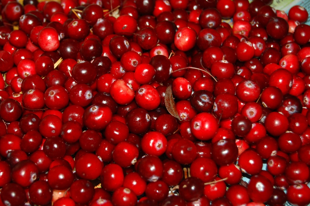 Pile of fresh red cranberries with a few stems in a basket or pile