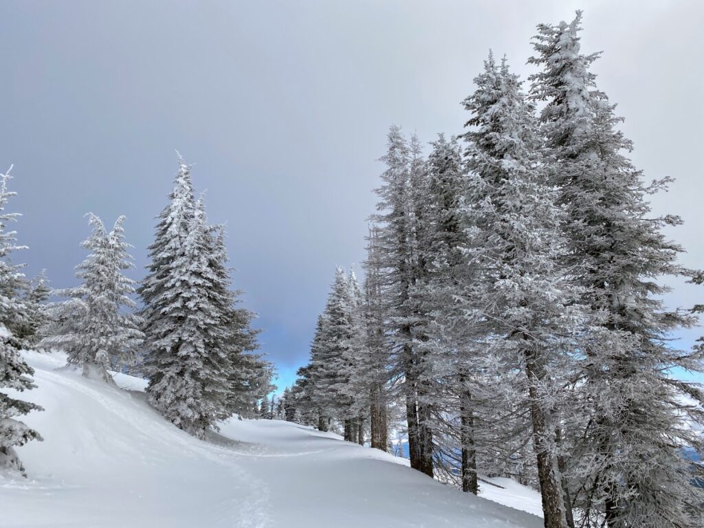 Snow-covered evergreen trees on a gentle, snow-filled slope under a pale winter sky.