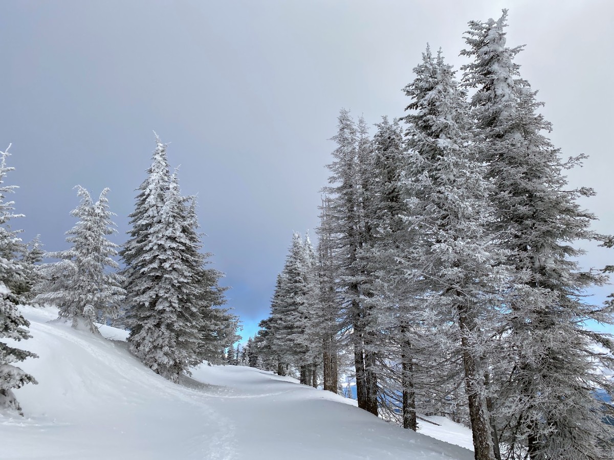 Snow-covered evergreen trees on a gentle, snow-filled slope under a pale winter sky.